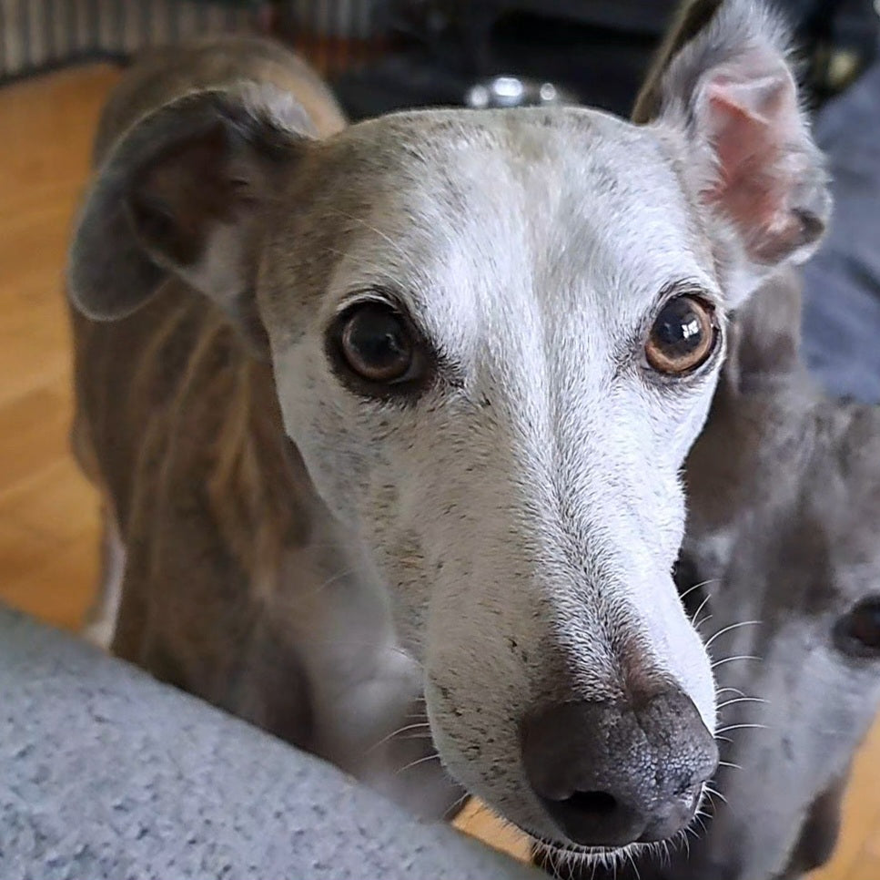 Introducing the man in my life ♡