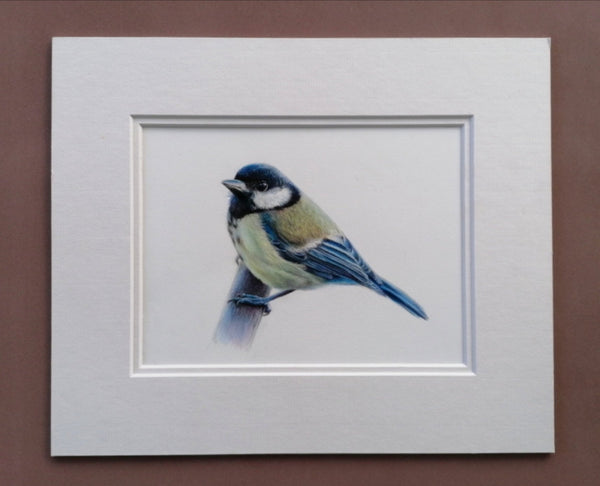 Great Tit Fine Art Print