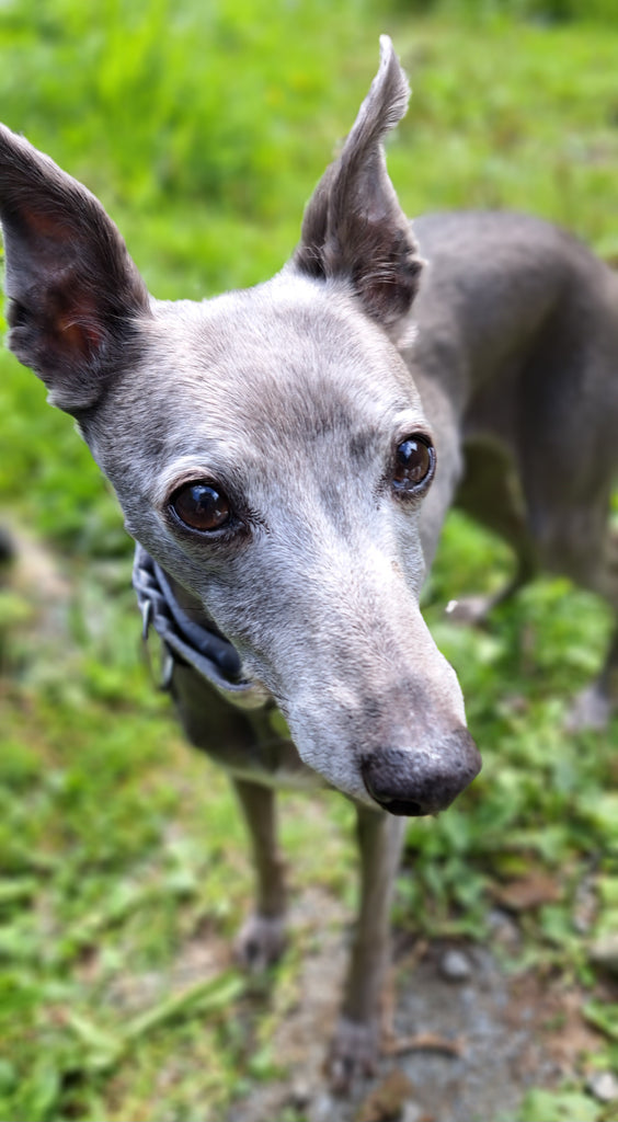 Sally, my little blue whippet ♡