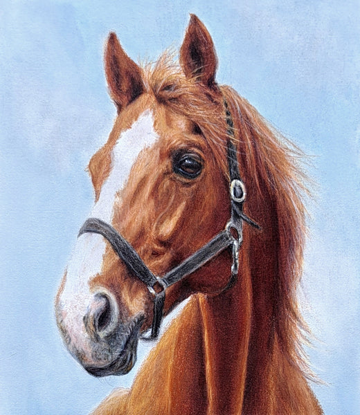 Horse Head Study