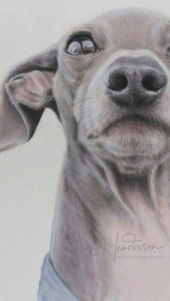 Italian Greyhound Fine Art Print