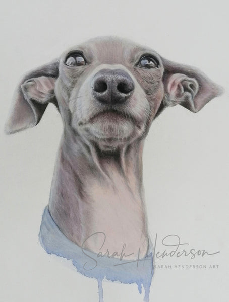Italian Greyhound Fine Art Print