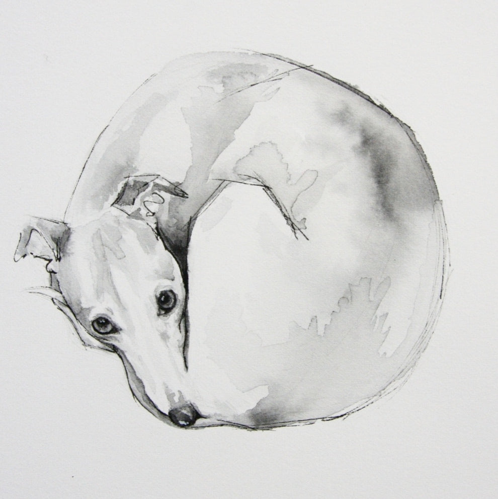 "Whippet curling up to sleep." Fine Art Print