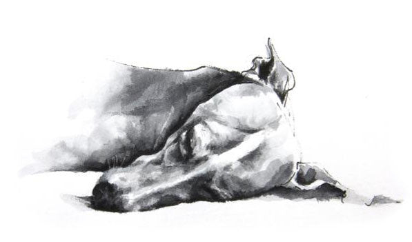 Sleeping Whippet by Sarah Henderson. Limited Edition